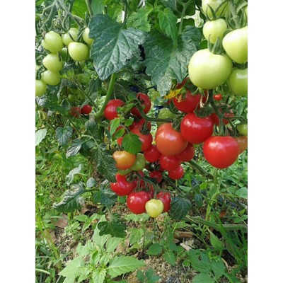 吐鲁番大红西红柿苗 嫁接西红柿育苗厂