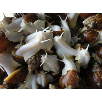 涵德白玉蜗牛养殖是发家致富的好选择