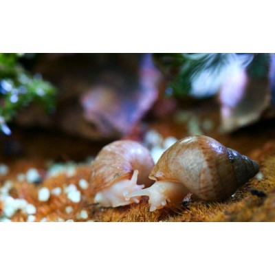 涵德白玉蜗牛养殖是优秀低碳经济农业养殖项目