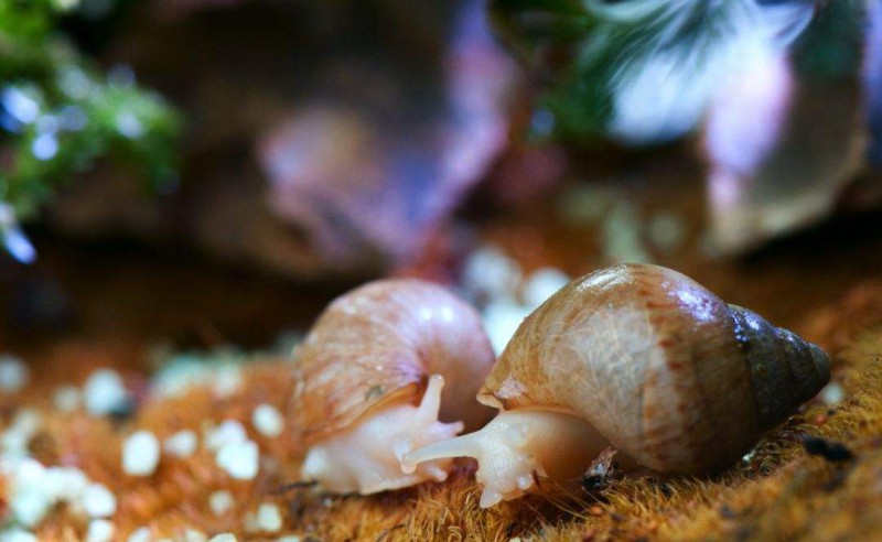 养殖白玉蜗牛能赚钱吗？涵德农业蜗牛养殖让你收获满满