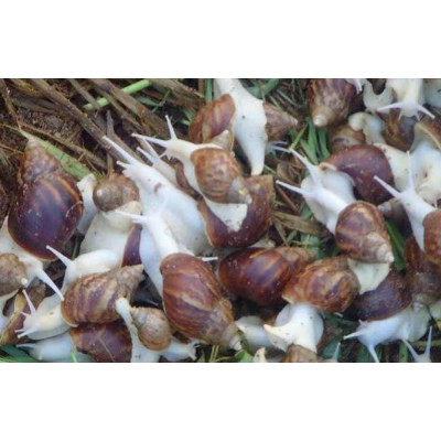 喜丰九号白玉蜗牛具有较高的经济价值，是养殖的好选择