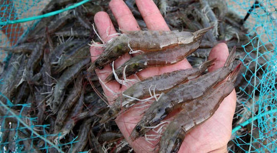 四川涵德农业发展有限公司拥有丰富的对虾养殖经验