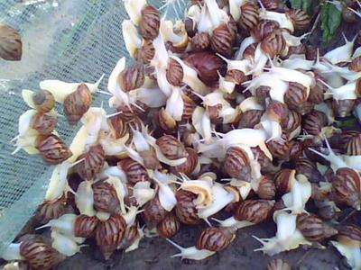 四川涵德农业发展有限公司涵德农业蜗牛养殖成本低，效益高
