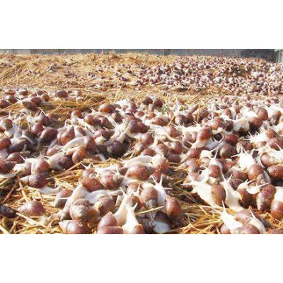 喜丰九号白玉蜗牛养殖加盟是带动养殖致富的有效途径
