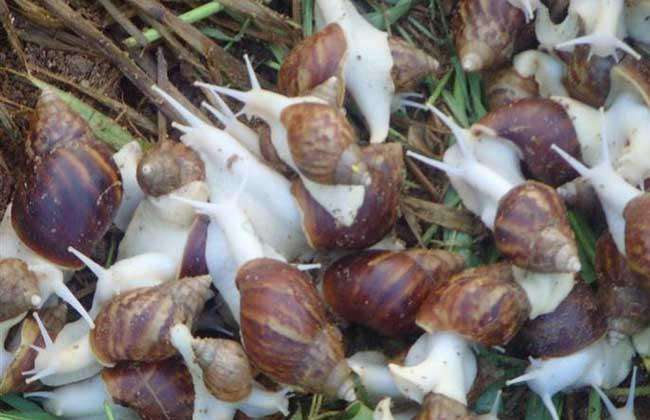 喜丰九号白玉蜗牛养殖是特种养殖行业中的佼佼者