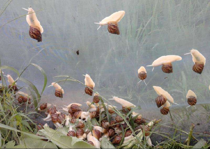 湖北喜蛙蛙生态农业科技发展有限公司蜗牛养殖非常靠谱