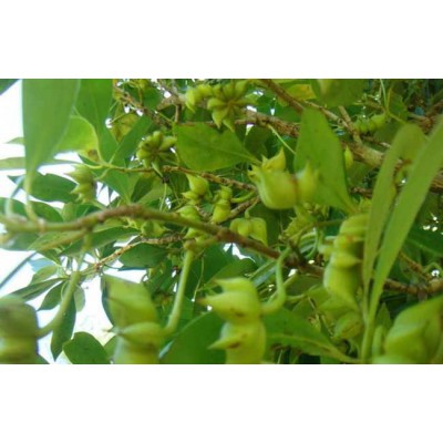 供应八角种子和茴香种子和玉林八角树介绍