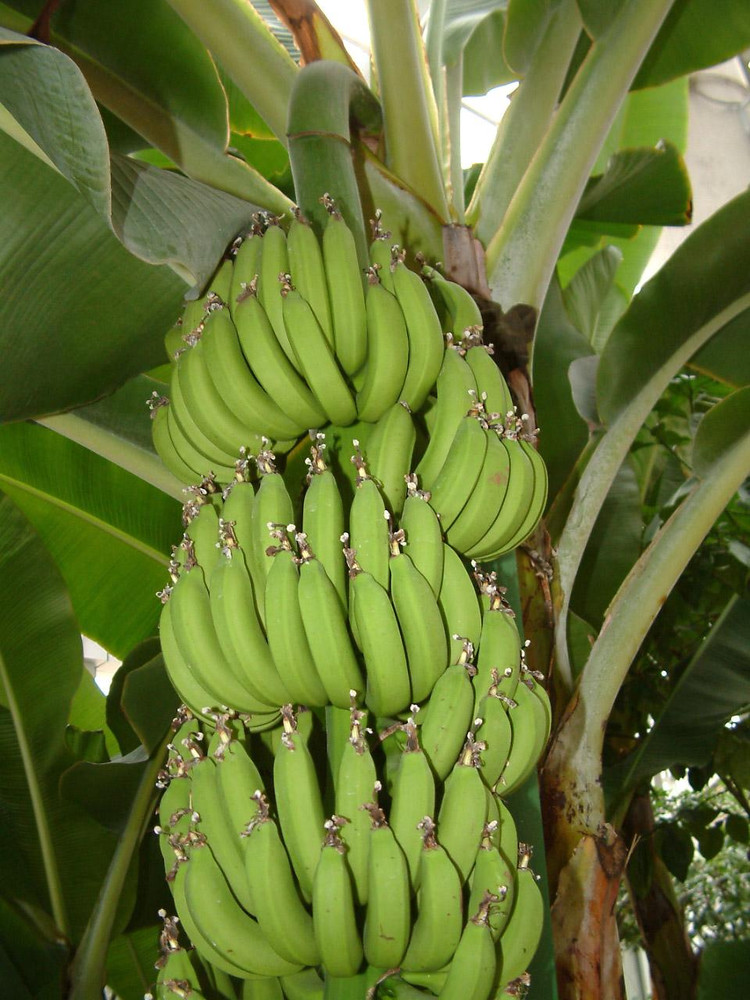 供应香蕉苗和粉蕉苗和西贡蕉苗玉林批发中心