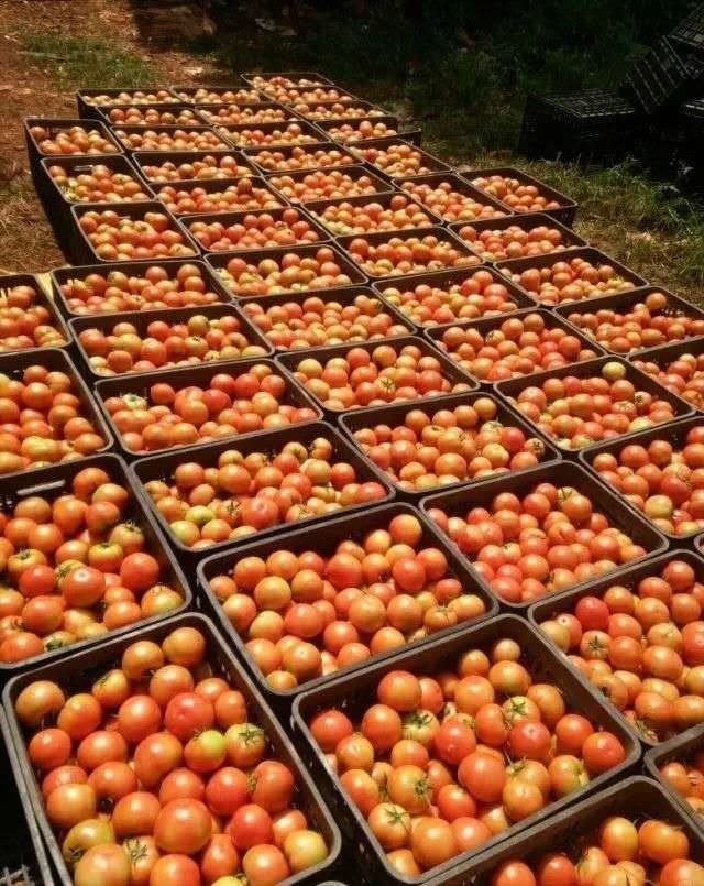 元谋圣女果、西红柿、黄瓜大量供应