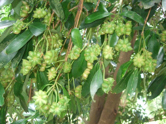 供應八角樹和肉桂樹油茶樹產地玉林芭蕉樹批發