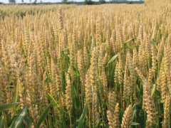 2020年小麦价格行情怎样？小麦价格上涨的原因？