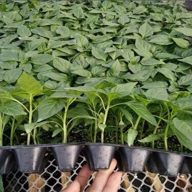 南京辣椒苗育苗厂 线椒苗 朝天椒育苗基地