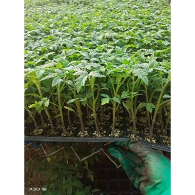 宜兴番茄育苗场 硬粉番茄苗出售厂家