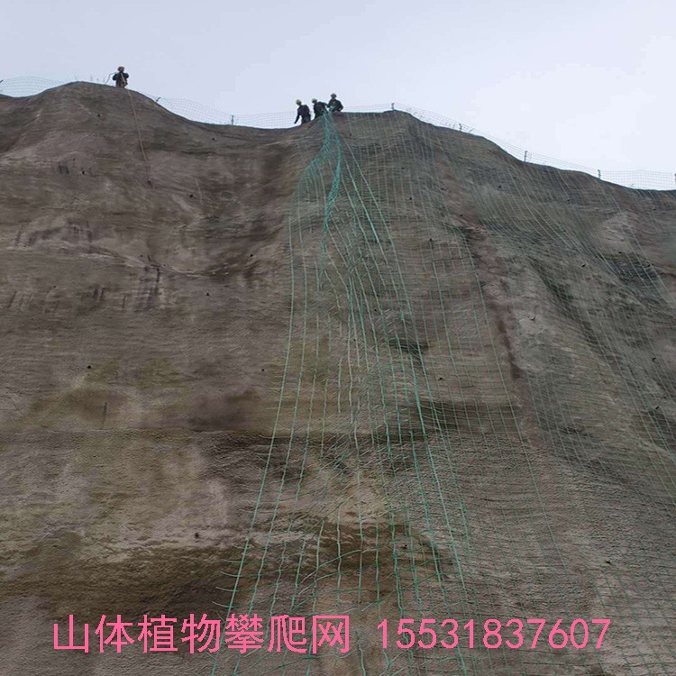 贵州黔西 山坡绿化植物攀爬网挂网 挡土墙垂直绿化爬藤网
