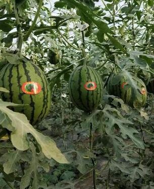 和田代育嫁接西瓜苗阿勒泰2k礼品西瓜苗基地 供应产品 河北大成农业科技有限公司