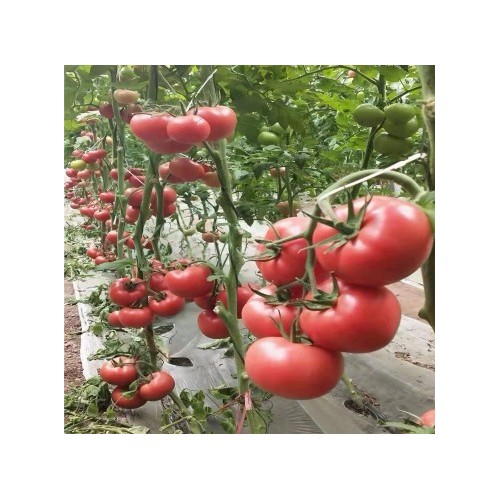 许昌卖抗死颗西红柿苗 禹州番茄嫁接苗产量高