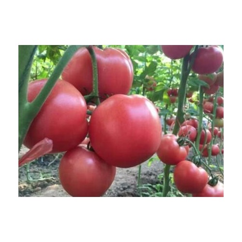 天津草莓西红柿苗 北京卖带绿肩番茄苗厂家