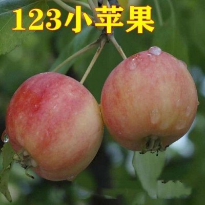 唐山果海棠 遵化果海棠123小苹果