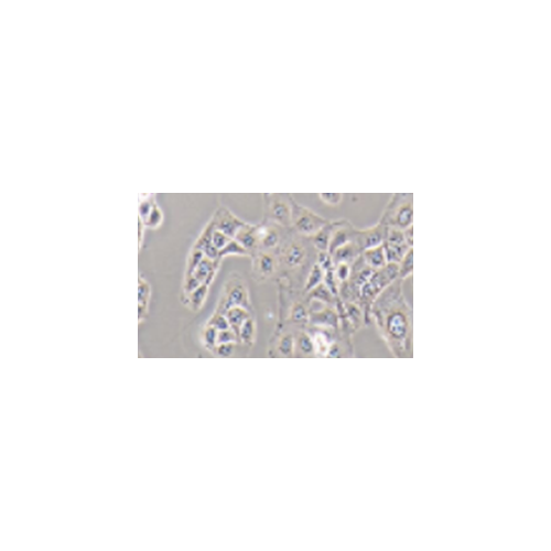 智立中特生物C4-2人前列腺癌细胞zl-056009